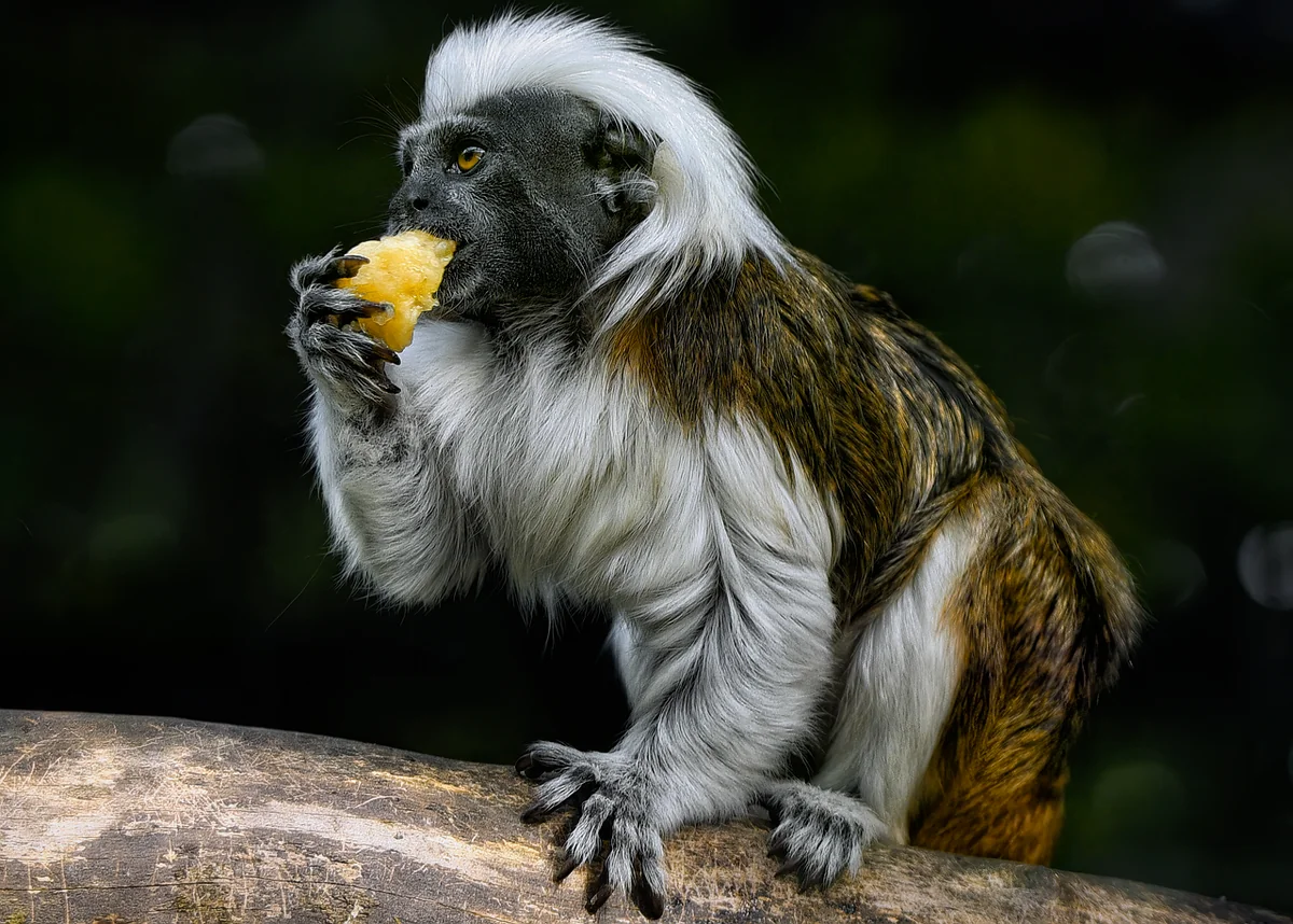 Substituts quand le tamarin est introuvable